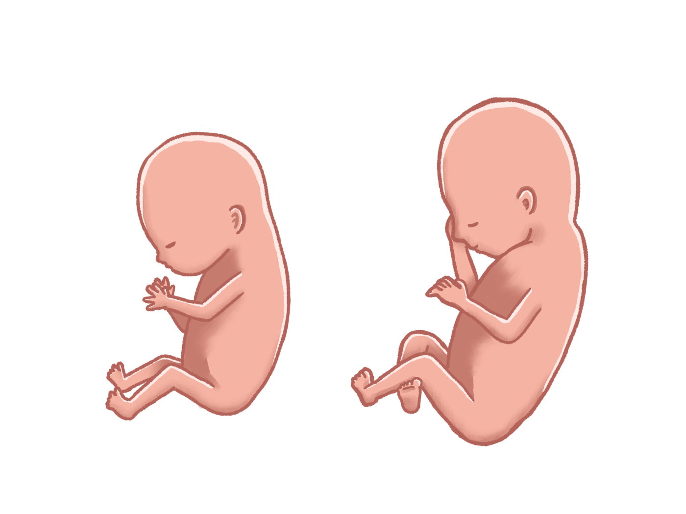 妊娠14週のママ＆お腹の赤ちゃんの様子は？日常生活で注意すること | マタニティケア | 妊娠・育児のお役立ちコラム | 無添加せっけんとハーブのアラウ